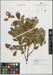 Foto von Salix hastata L.